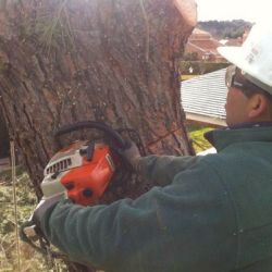 trabajos de podas valladolid