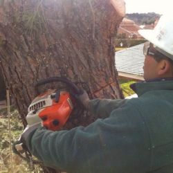 trabajos de podas valladolid