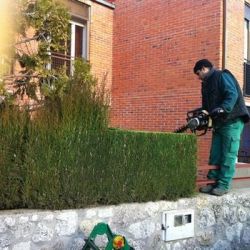 trabajos podas en valladolid