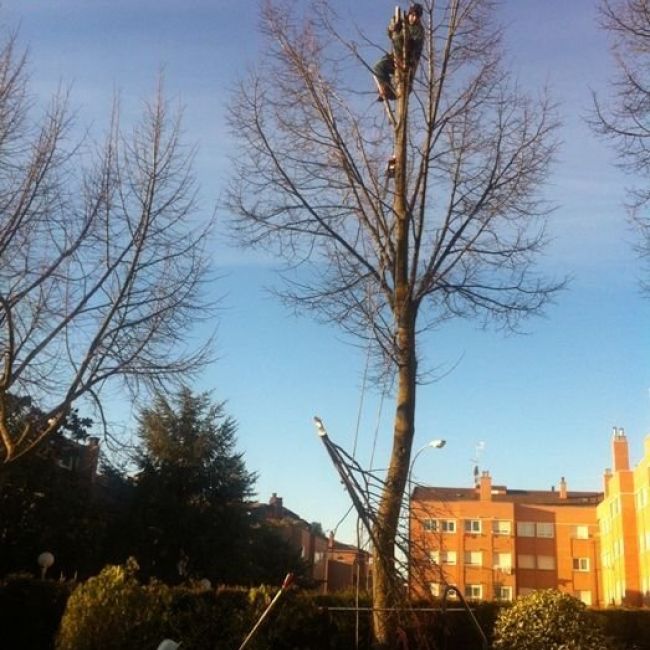 Tala de árboles en Valladolid