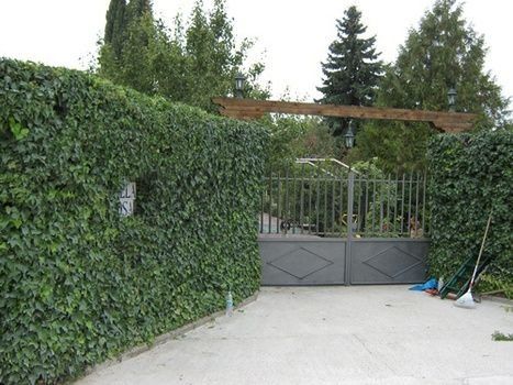 poda de árboles en Valladolid poda de árboles en Valladolid